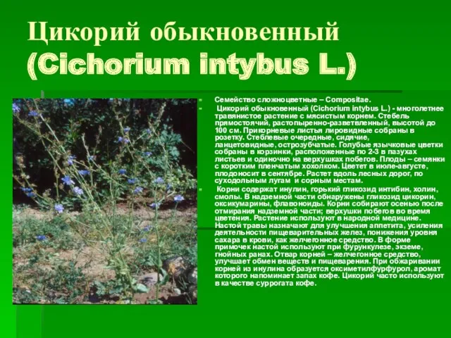 Цикорий обыкновенный (Cichorium intybus L.) Семейство сложноцветные – Compositae. Цикорий