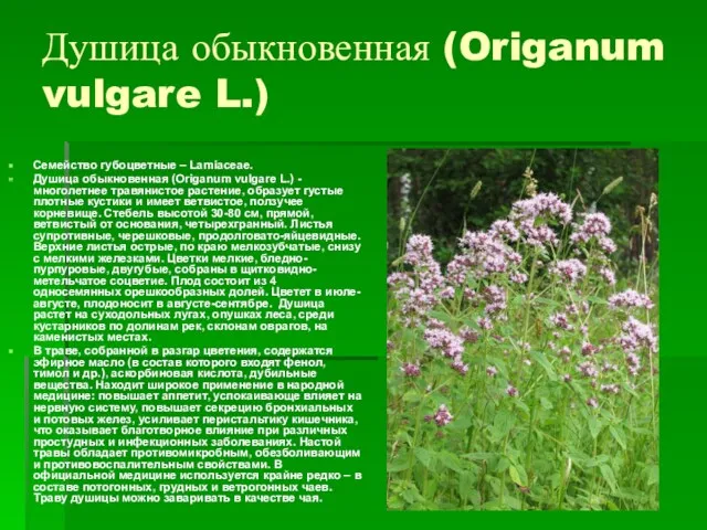 Душица обыкновенная (Origanum vulgare L.) Семейство губоцветные – Lamiaceae. Душица