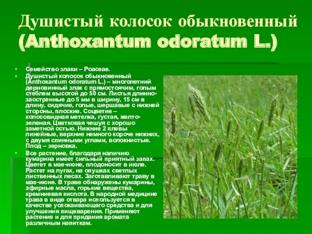 Душистый колосок обыкновенный (Anthoxantum odoratum L.) Семейство злаки – Poaceae.