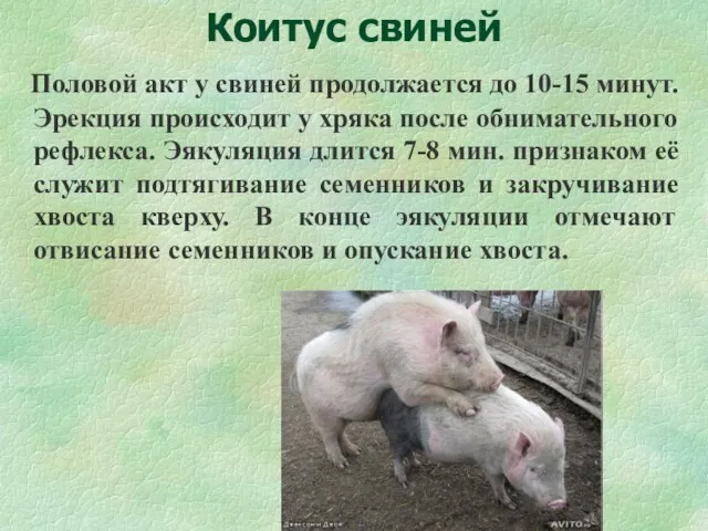 Коитус свиней Половой акт у свиней продолжается до 10-15 минут. Эрекция происходит у