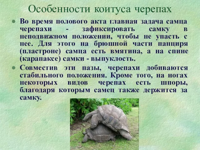 Особенности коитуса черепах Во время полового акта главная задача самца черепахи - зафиксировать