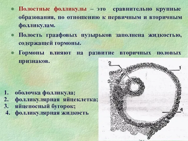 Полостные фолликулы – это сравнительно крупные образования, по отношению к