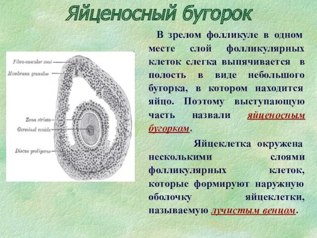 Яйценосный бугорок В зрелом фолликуле в одном месте слой фолликулярных клеток слегка выпячивается