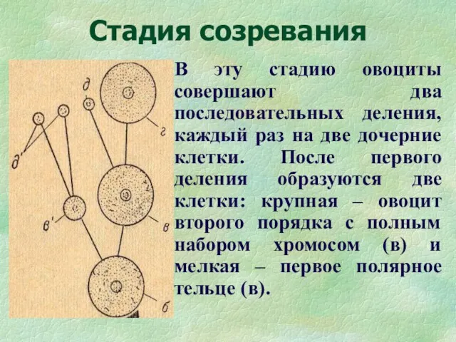 Стадия созревания В эту стадию овоциты совершают два последовательных деления, каждый раз на