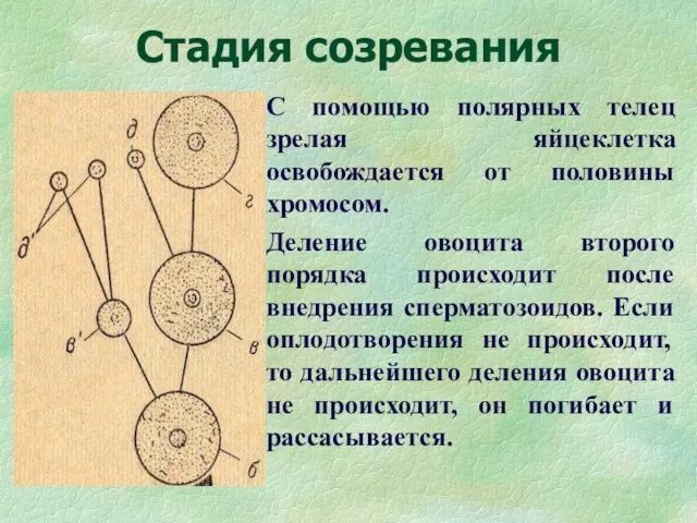 Стадия созревания С помощью полярных телец зрелая яйцеклетка освобождается от