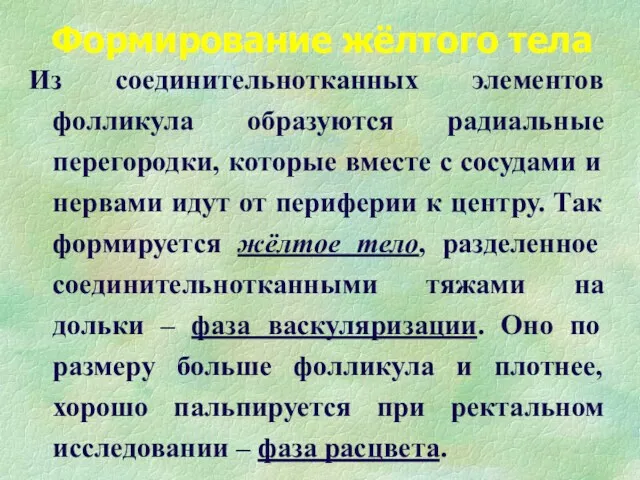 Формирование жёлтого тела Из соединительнотканных элементов фолликула образуются радиальные перегородки,