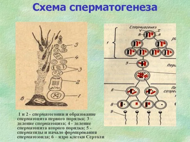 Схема сперматогенеза 1 и 2 - сперматогонии и образование сперматоцита первого порядка; 3