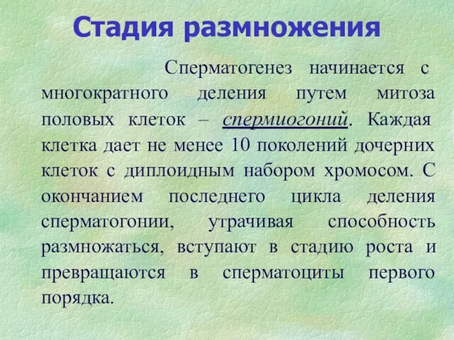 Стадия размножения Сперматогенез начинается с многократного деления путем митоза половых