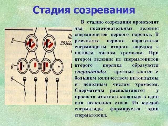 Стадия созревания В стадию созревания происходят два последовательных деления спермиоцитов