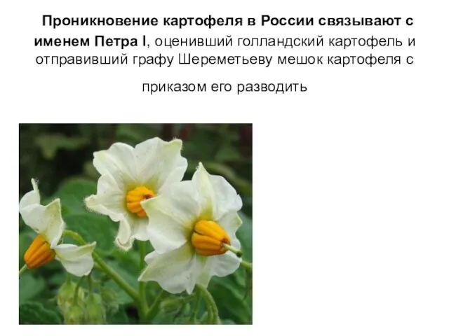 Проникновение картофеля в России связывают с именем Петра I, оценивший