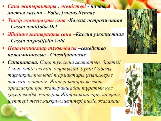 Сана жапырақтары , жемістері - плоды, листья кассии - Folia,