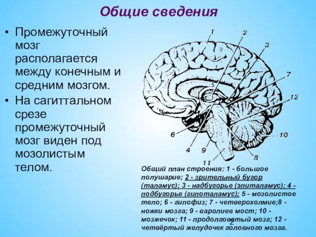 Общие сведения Промежуточный мозг располагается между конечным и средним мозгом.