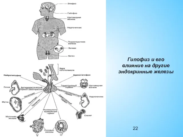 Гипофиз и его влияние на другие эндокринные железы