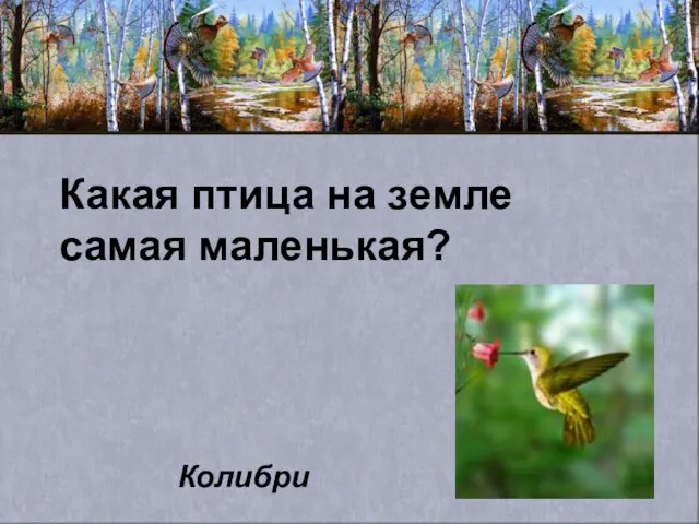 Какая птица на земле самая маленькая? Колибри