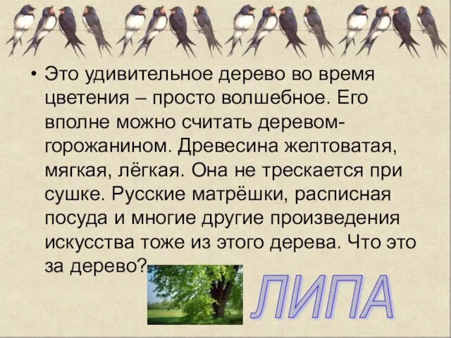 Это удивительное дерево во время цветения – просто волшебное. Его