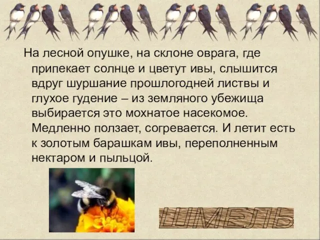 На лесной опушке, на склоне оврага, где припекает солнце и