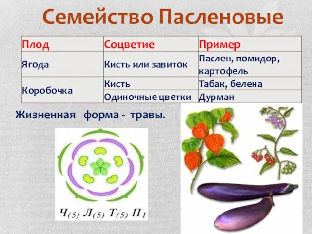 Семейство Пасленовые Жизненная форма - травы.