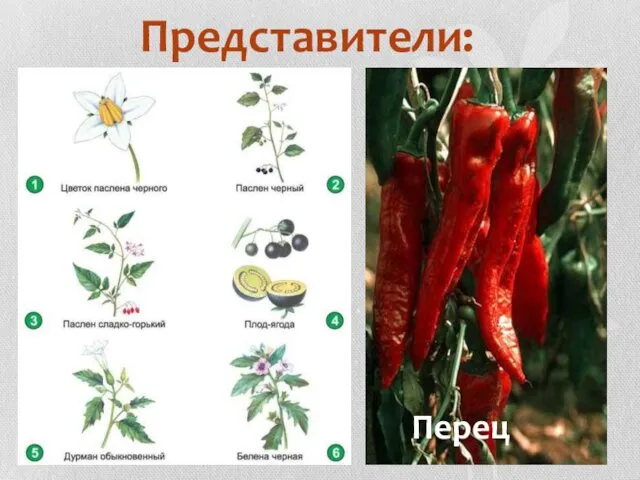 Представители: Перец