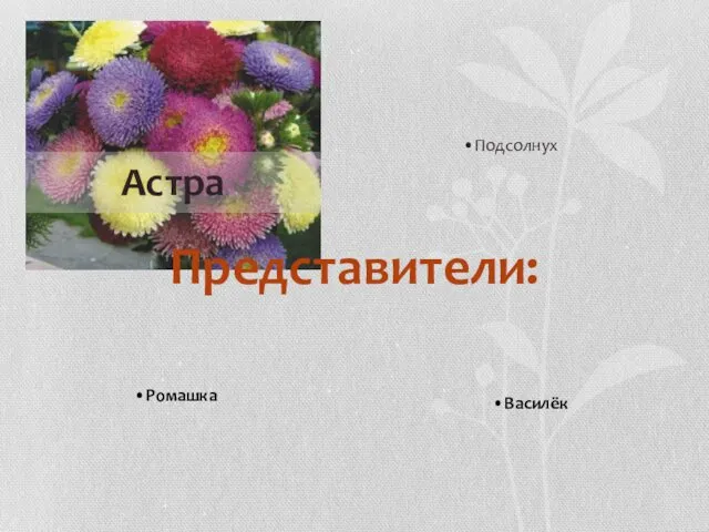 Василёк Ромашка Подсолнух Представители: