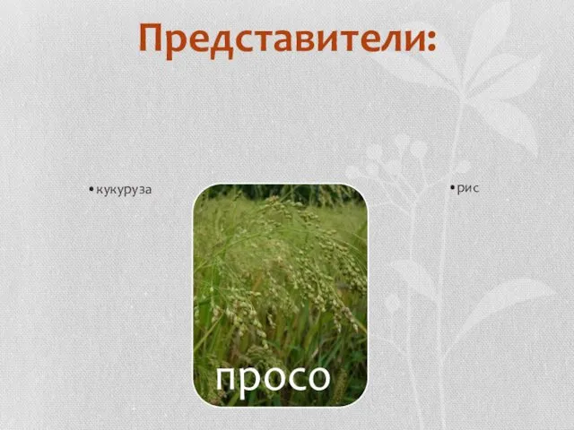 Представители: кукуруза рис