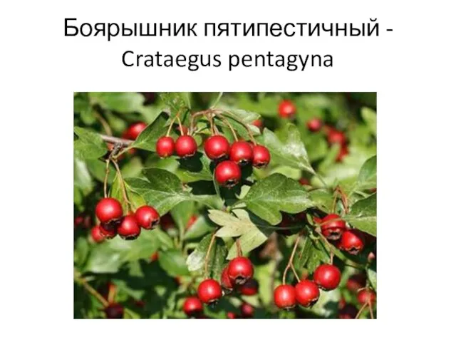 Боярышник пятипестичный - Crataegus pentagyna