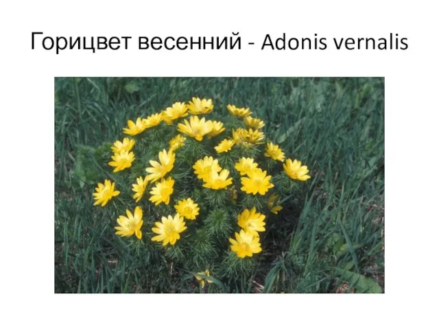 Горицвет весенний - Adonis vernalis