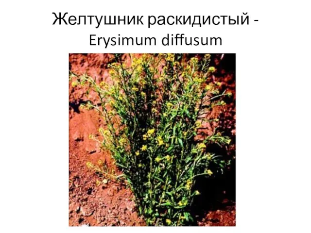 Желтушник раскидистый - Erysimum diffusum