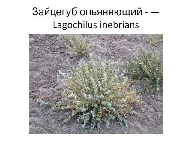 Зайцегуб опьяняющий - — Lagochilus inebrians