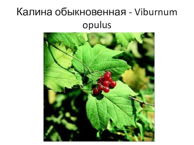 Калина обыкновенная - Viburnum opulus