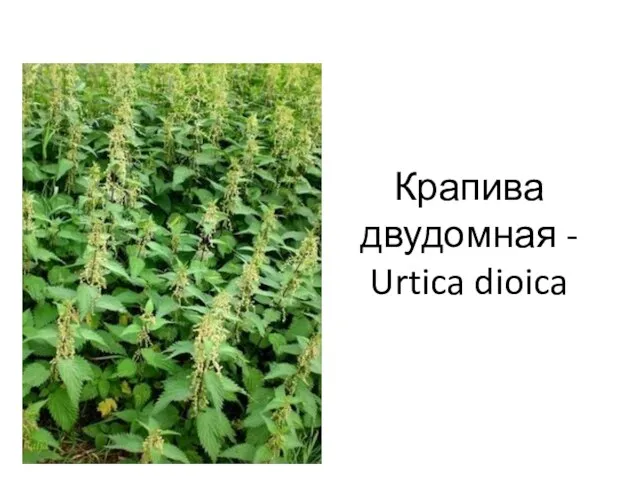 Крапива двудомная - Urtica dioica