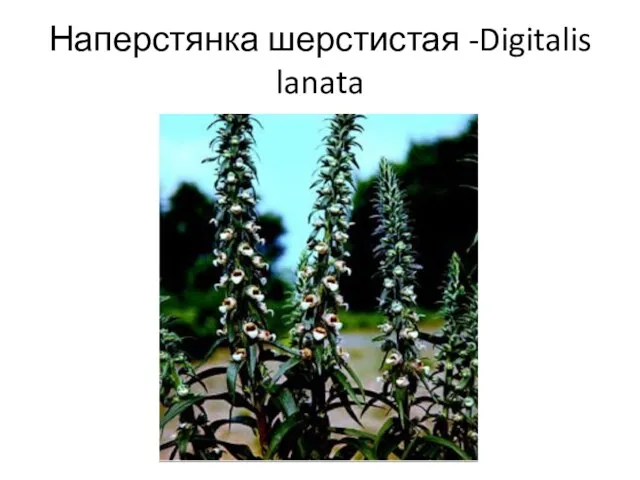 Наперстянка шерстистая -Digitalis lanata