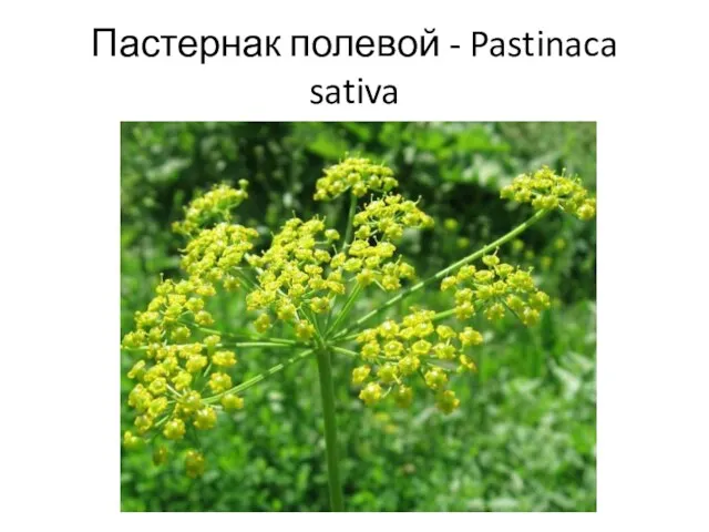 Пастернак полевой - Pastinaca sativa