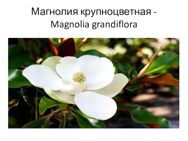 Магнолия крупноцветная - Magnolia grandiflora