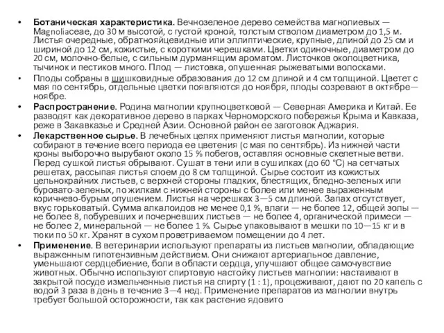 Ботаническая характеристика. Вечнозеленое дерево семейства магнолиевых — Маgnoliaсеае, до 30