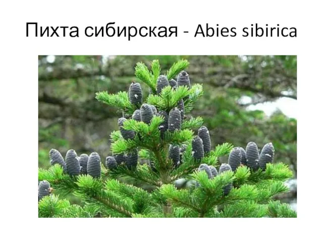 Пихта сибирская - Abies sibirica