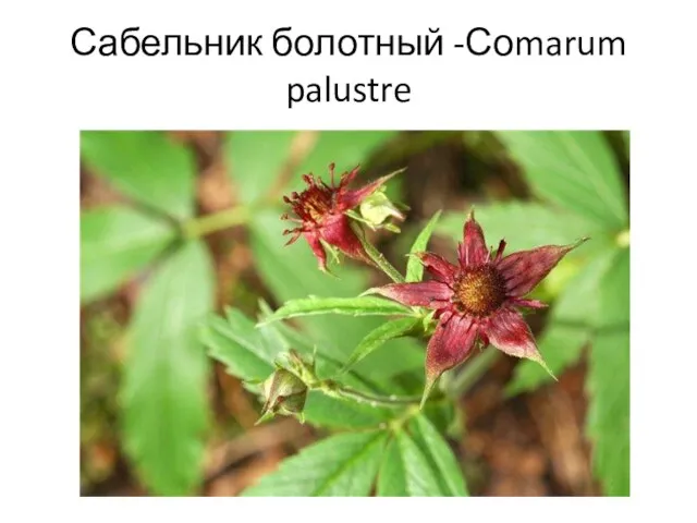 Сабельник болотный -Соmarum palustre