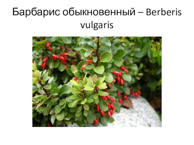 Барбарис обыкновенный – Berberis vulgaris