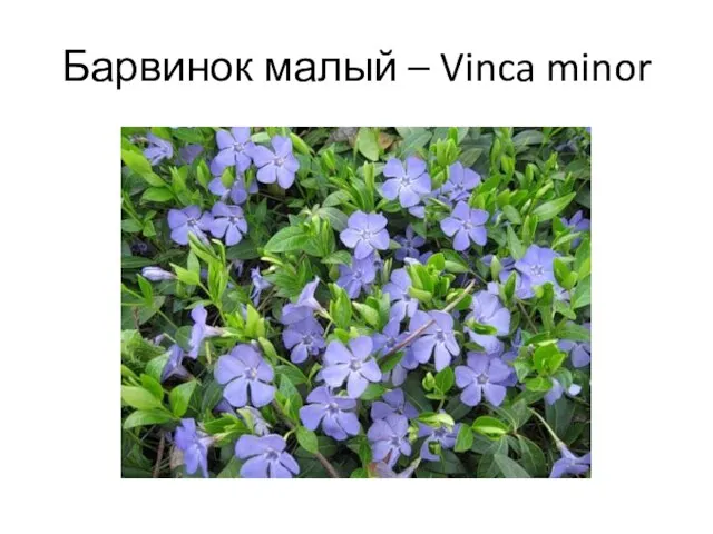 Барвинок малый – Vinca minor