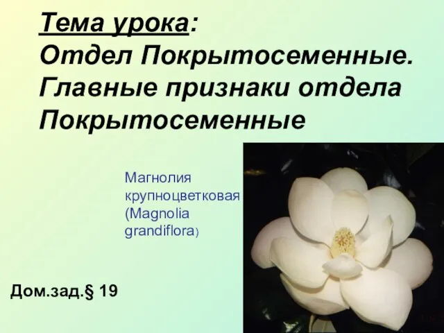 Тема урока: Отдел Покрытосеменные. Главные признаки отдела Покрытосеменные Дом.зад.§ 19 Магнолия крупноцветковая (Magnolia grandiflora)