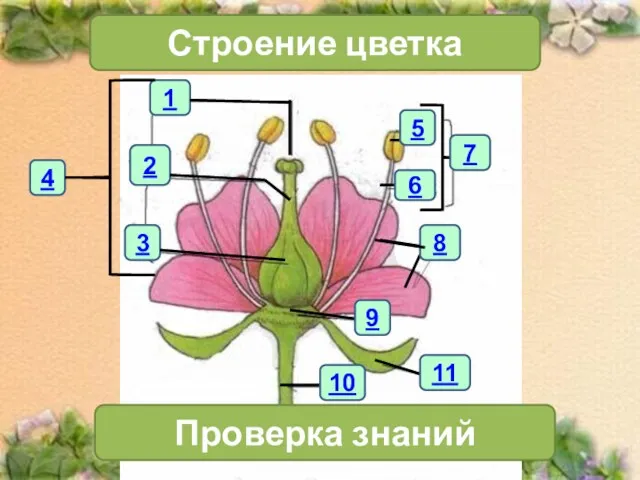 1 4 2 3 Строение цветка 7 Проверка знаний 11 10 6 5 8 9