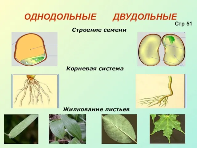 ОДНОДОЛЬНЫЕ ДВУДОЛЬНЫЕ Жилкование листьев Корневая система Строение семени Стр 51