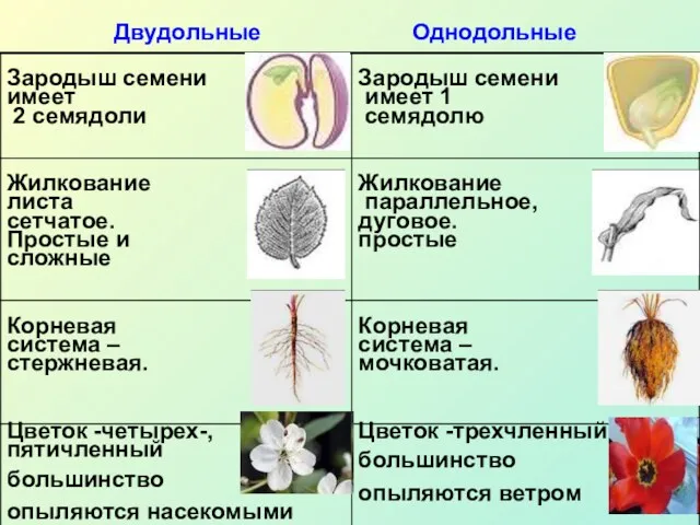 Двудольные Однодольные