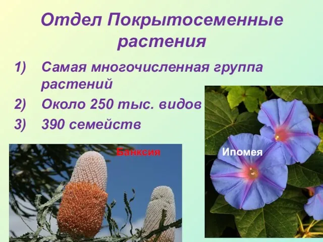 Отдел Покрытосеменные растения Самая многочисленная группа растений Около 250 тыс. видов 390 семейств Банксия Ипомея
