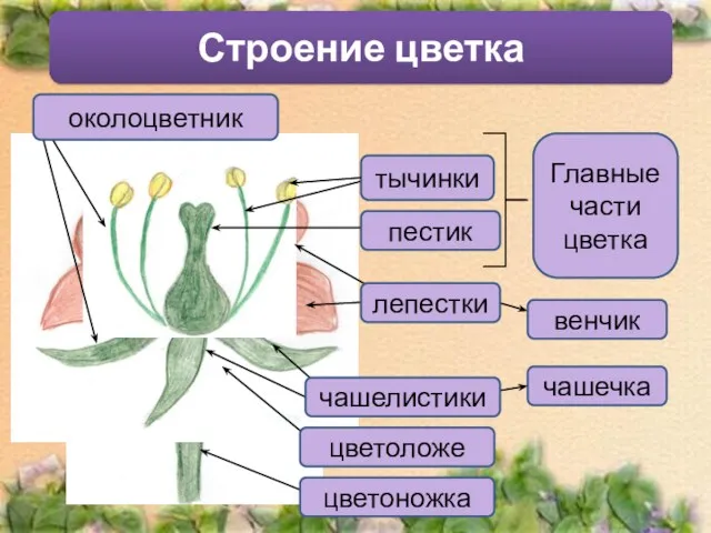 Строение цветка