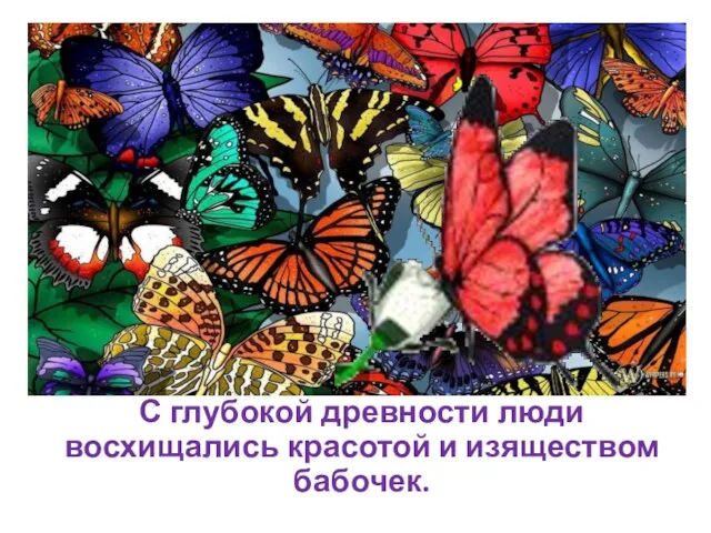 С глубокой древности люди восхищались красотой и изяществом бабочек.