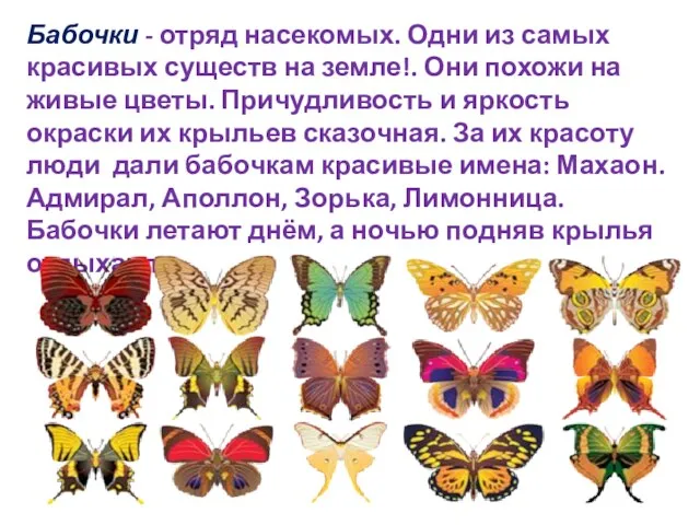Бабочки - отряд насекомых. Одни из самых красивых существ на земле!. Они похожи