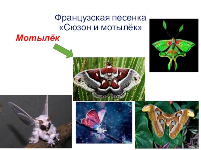 -Что вы знаете о мотыльках? Мотылёк небольшая бабочка. Французская песенка «Сюзон и мотылёк»