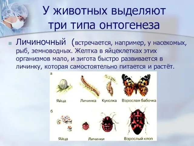 У животных выделяют три типа онтогенеза Личиночный (встречается, например, у насекомых, рыб, земноводных.