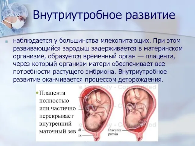 Внутриутробное развитие наблюдается у большинства млекопитающих. При этом развивающийся зародыш задерживается в материнском