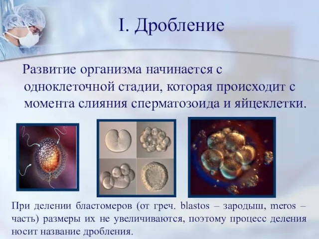 I. Дробление Развитие организма начинается с одноклеточной стадии, которая происходит с момента слияния